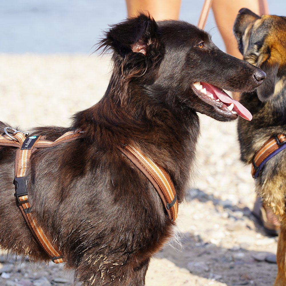 Hundegeschirr-AnnyX Hundegeschirr Günzburg - Brustgeschirr anny-X Emo Kastanie