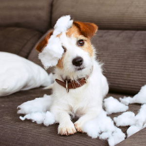 1_Welpentraining_Hundeschule-Guenzburg