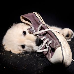 3_Welpentrainer_Hundeschule-Guenzburg