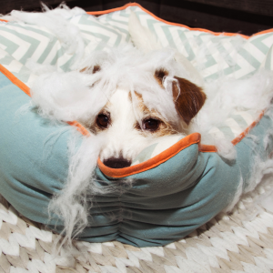 4_Welpentraining_Hundeschule-Guenzburg