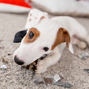 5_Welpenschule_Hundeschule-Guenzburg