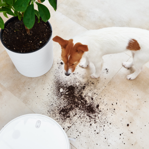 6_Welpenerziehung_Hundeschule-Guenzburg