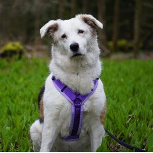 Hundegeschirr-AnnyX Hundegeschirr Günzburg - anny-X Emo Lavendel