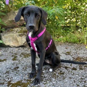 Hundegeschirr-AnnyX Hundegeschirr Günzburg - Brustgeschirr anny-X Fun