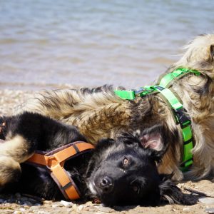 Hundegeschirr-AnnyX Hundegeschirr Günzburg - Brustgeschirr anny-X Emo oliv und hellgrün