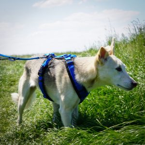 Hundegeschirr-AnnyX Hundegeschirr Laden - Brustgeschirr anny-X Emo schwarz-blau