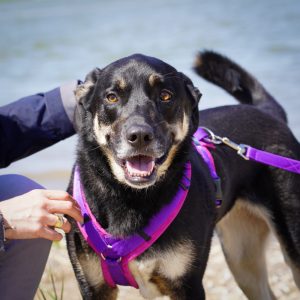 Hundegeschirr-AnnyX Hundegeschirr Günzburg - Brustgeschirr anny-X Emo