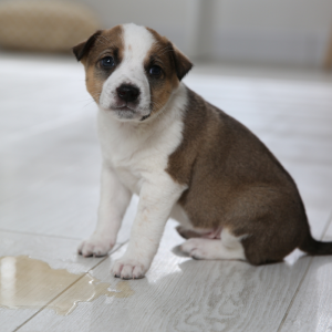 Welpentraining Günzburg