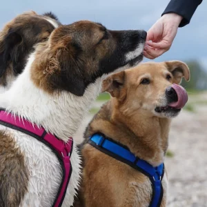 Hundegeschirr-AnnyX Hundegeschirr Günzburg - Brustgeschirr anny-X Fun