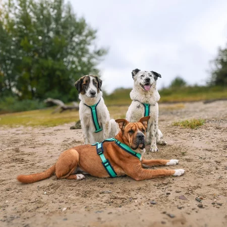 Hundegeschirr Günzburg - Brustgeschirr anny-X Fun 5